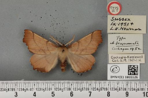 Ennomos autumnaria ab. brunneata Cockayne, 1952 - BMNHE_1865526_432395