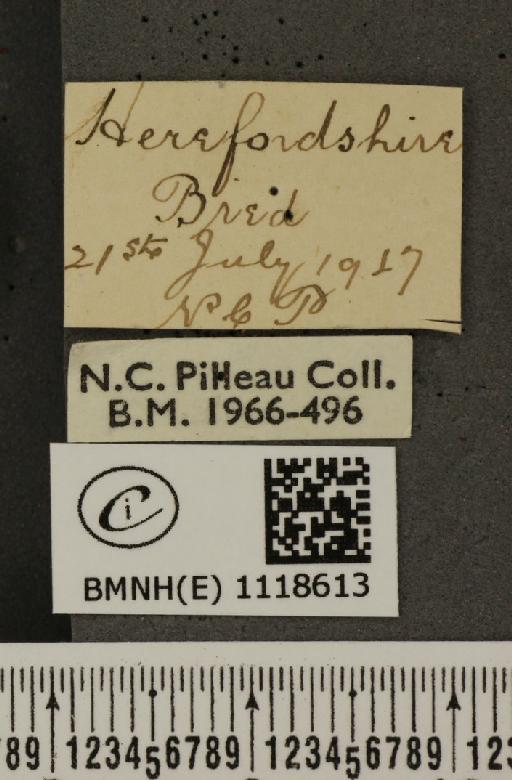Leptidea sinapis sinapis Linnaeus, 1758 - BMNHE_1118613_label_73727