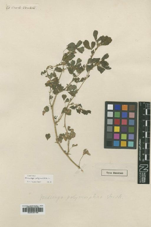 Medicago polymorpha L. - BM000997199