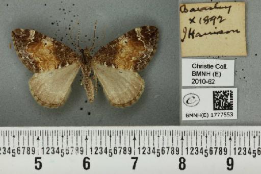 Dysstroma truncata truncata (Hufnagel, 1767) - BMNHE_1777553_349104