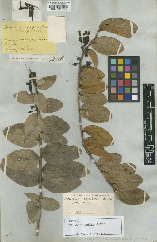 Macleania cordifolia Benth. - BM000554749