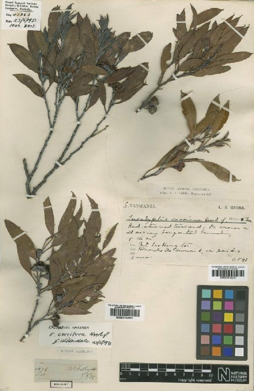 Eucalyptus coccifera Hook.f. - BM001015237