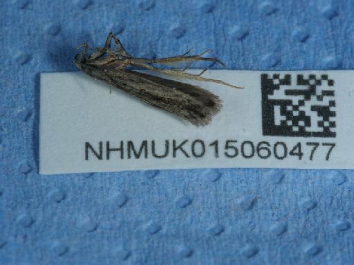 Mirificarma mulinella Zeller, 1839 - 015060477_1