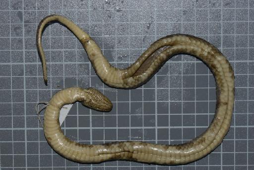 Helicops modestus Günther, 1861 - Image of specimen 1946.1.14.42