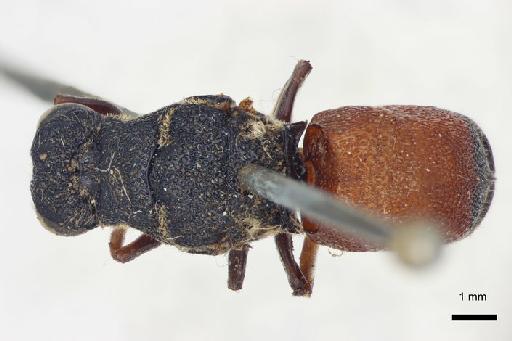 Anthracias capensis Smith, F., 1874 - Allocoelia_capensis-BMNH(E)#970943_type-dorsal-1_25X