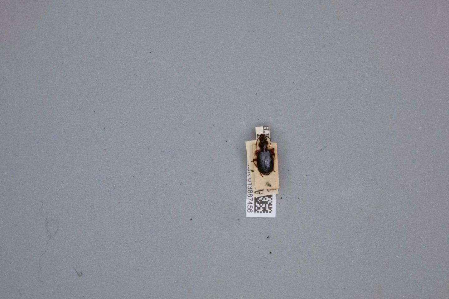 Cymindis angustior thumbnail