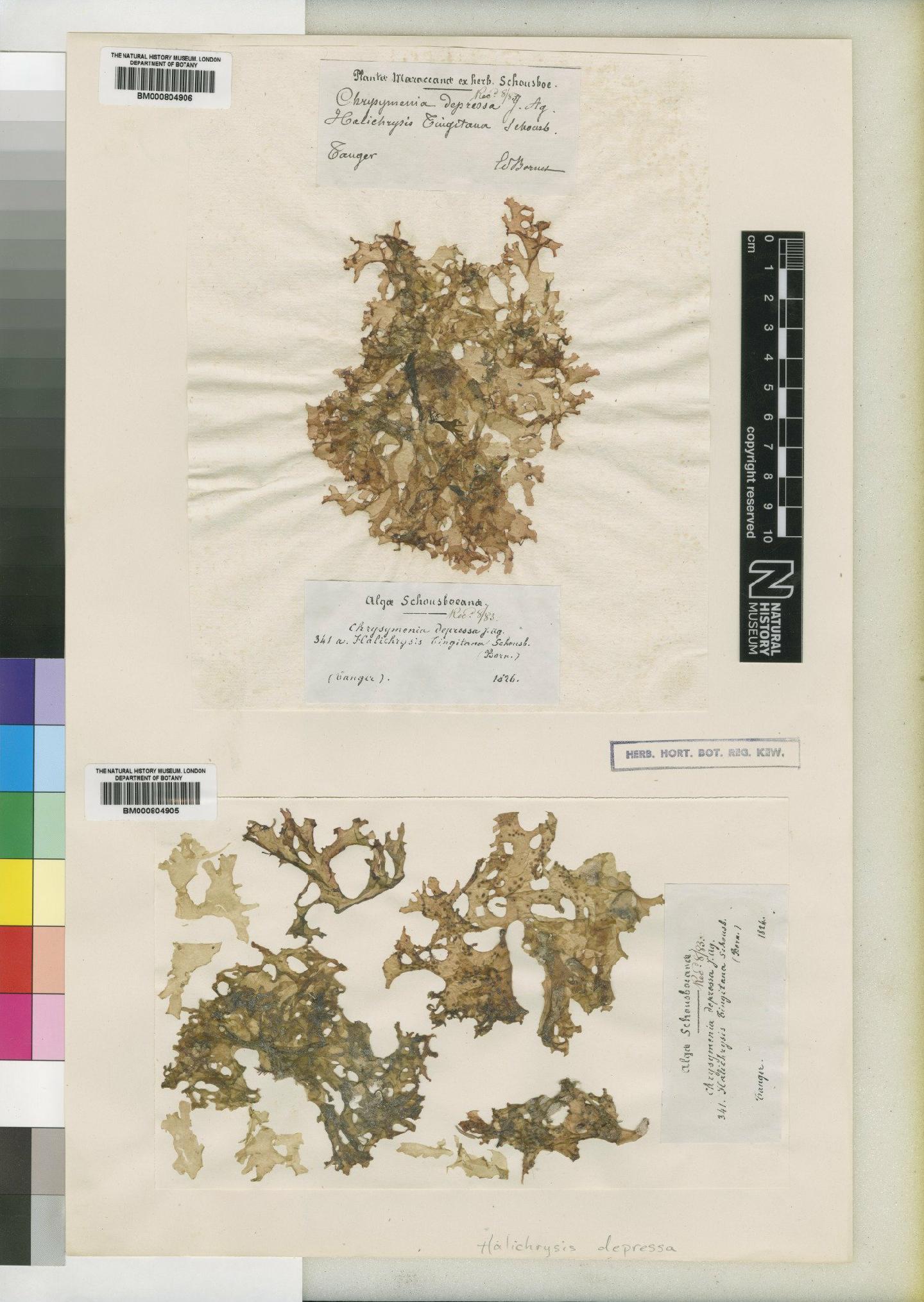 To NHMUK collection (Halichrysis depressa (J.Agardh) Schmitz; TYPE; NHMUK:ecatalogue:4524210)