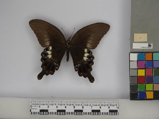 Papilio fuscus pertinax Wallace, 1865 - 010290294 Papilio fuscus