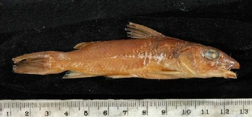 Chrysichthys punctatus Boulenger, 1899 - 1899.11.27.25-26a; Chrysichthys punctatus; lateral view; ACSI Project image