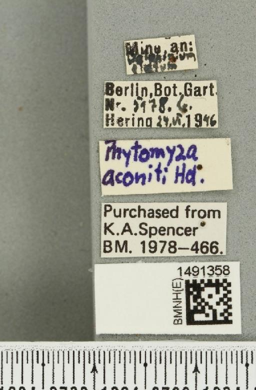 Phytomyza aconiti Hendel, 1920 - BMNHE_1491358_label_52985