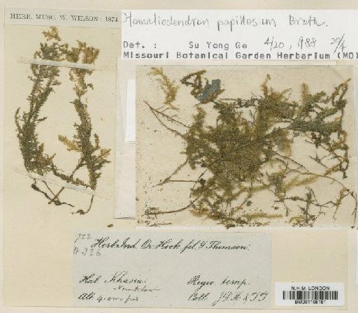 Homaliodendron papillosum Broth. - BM001108151