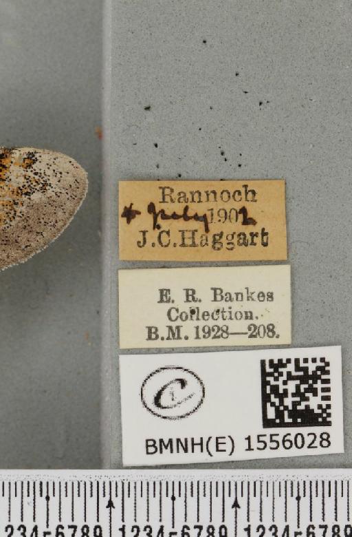 Dicallomera fascelina (Linnaeus, 1758) - BMNHE_1556028_label_255794