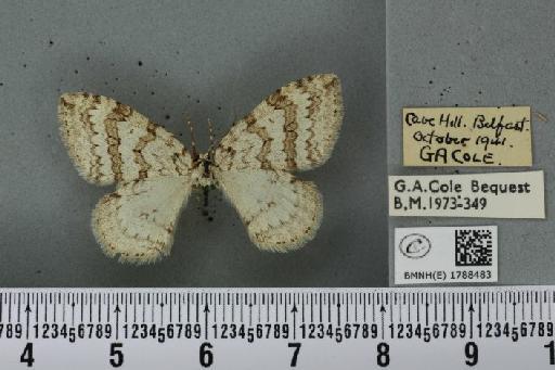 Epirrita christyi (Allen, 1906) - BMNHE_1788483_360181