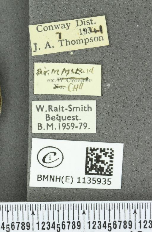 Neozephyrus quercus ab. obsoleta Tutt, 1907 - BMNHE_1135935_label_94059