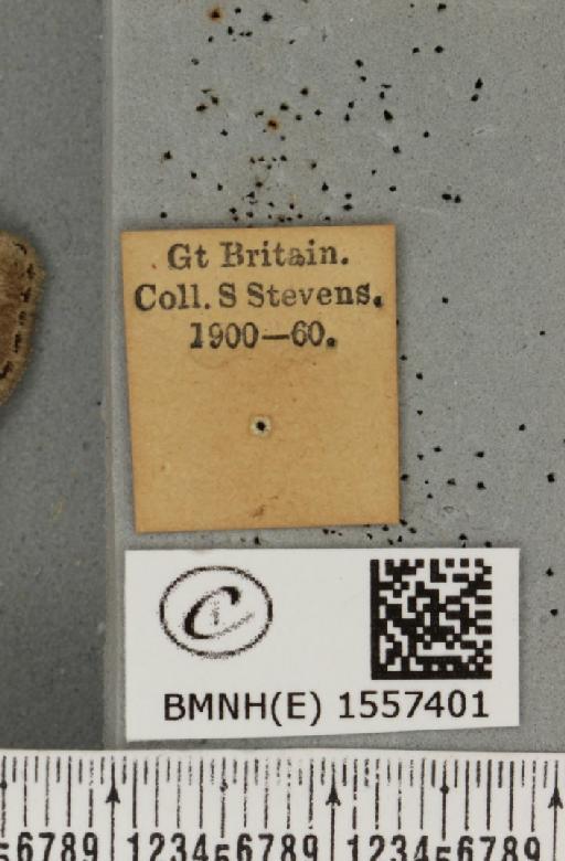 Dicallomera fascelina (Linnaeus, 1758) - BMNHE_1557401_label_256221