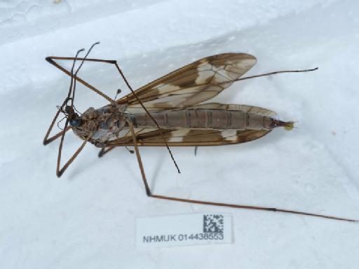 Tipula (Acutipula) maxima balcanica Vermoolen, 1983 - 014438553_2