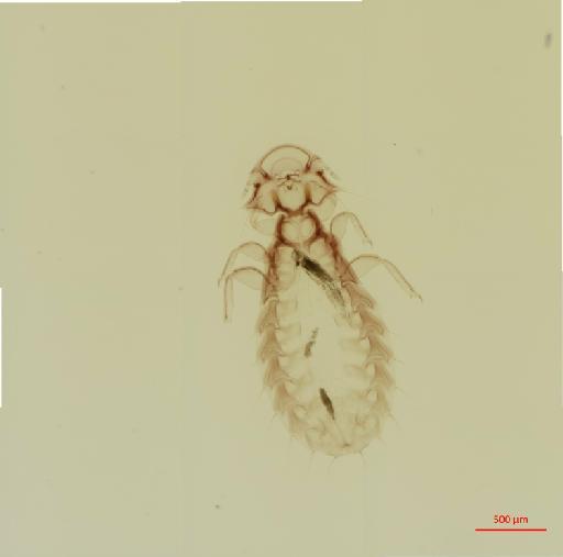 Coloceras britannicum Tendeiro, 1973 - 010671680__2017_08_01-Scene-1-ScanRegion0