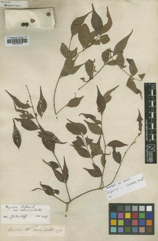 Eugenia biflora var. mini (Aubl.) Amshoff - BM000953760