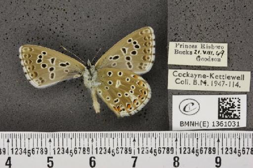 Lysandra bellargus ab. tripuncta Courvoisier, 1903 - BMNHE_1361031_181879