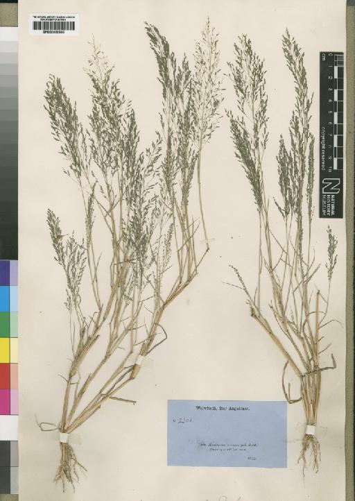 Eragrostis agrostoidea var. agrostoidea Rendle - BM000922965