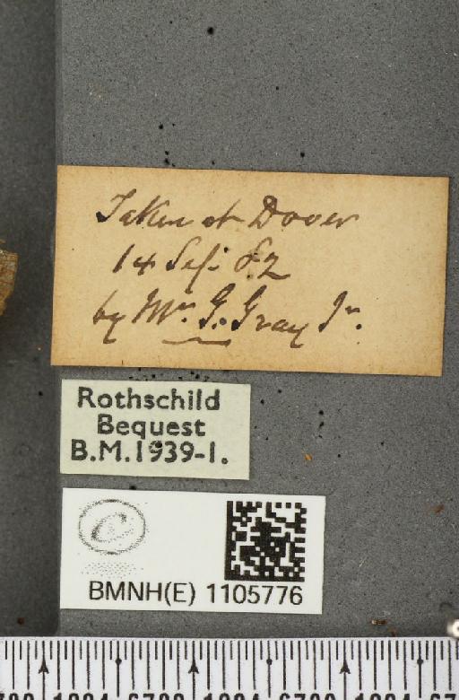 Issoria lathonia (Linnaeus, 1758) - BMNHE_1105776_label_17235