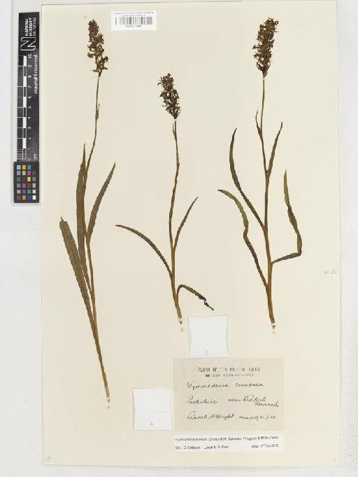 Gymnadenia borealis (Druce) R.M.Bateman, Pridgeon & M.W.Chase - BM001116891