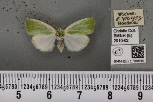 Earias clorana (Linnaeus, 1761) - BMNHE_1700890_297138