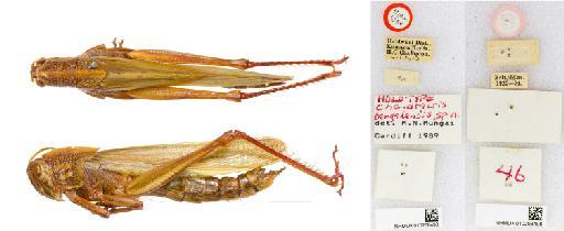 Chondracris bengalensis Mungai, 1992 - NHMUK010208498_Chondracris bengalensis_HT