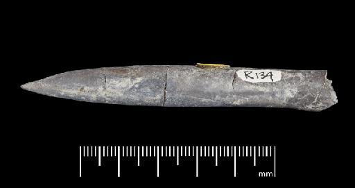 Simpsonibelus expansus (Simpson) - PI CC 1335 - belemnite