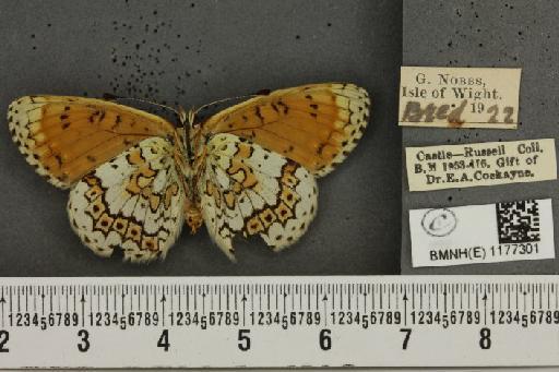 Melitaea cinxia ab. paucimaculata Cockerell, 1899 - BMNHE_1177301_49353