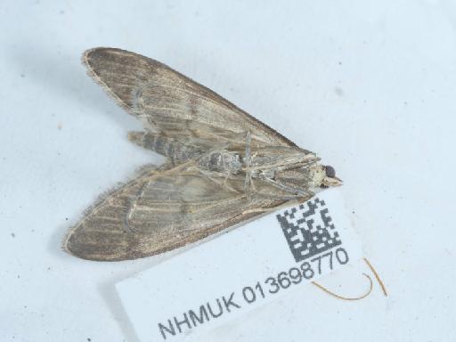 Anania lancealis (Denis & Schiffermüller, 1775) - 013698770_1