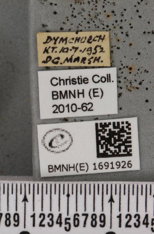 Meganola albula (Denis & Schiffermüller, 1775) - BMNHE_1691926_label_291447