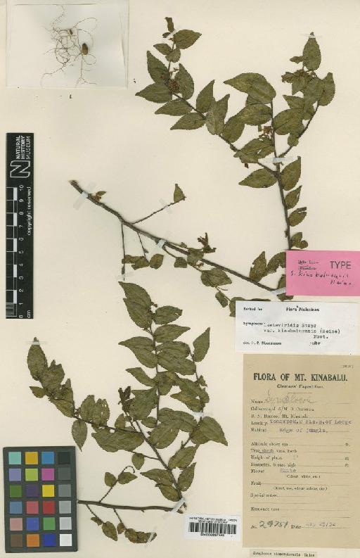 Symplocos laeteviridis var. kinabaluensis (J.W.Heine) Noot. - BM000997585