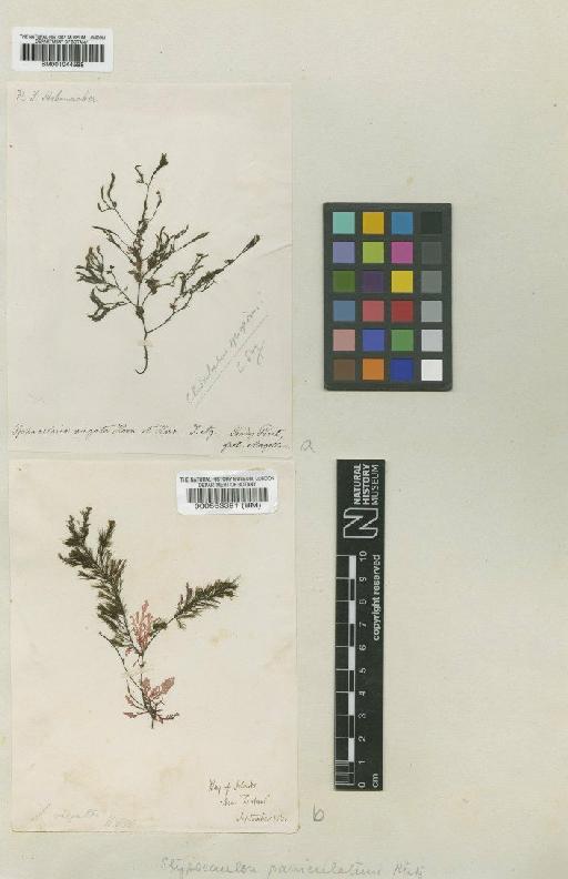 Halopteris virgata (Hook.f. & Harv.) N.M.Adams - BM001044588