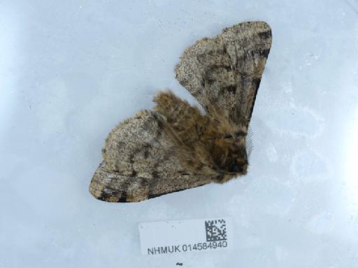 Lycia hirtaria (Clerck, 1759) - 014584940_1