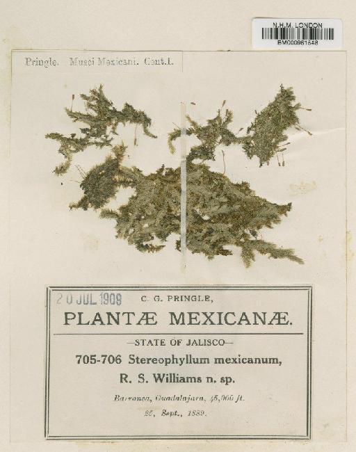 Stereophyllum mexicanum R.S.Williams - BM000961548