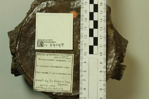 Pliosaurus grandis (Owen, 1840) - 010302051_L010221777_(1)