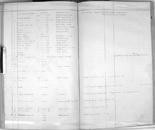 Babirussa babyrussa frosti Thomas 1920 - Zoology Accessions Register: Mammals: 1911 - 1920: page 234