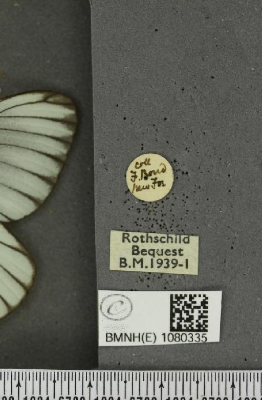 Aporia crataegi (Linnaeus, 1758) - BMNHE_1080335_label_69893