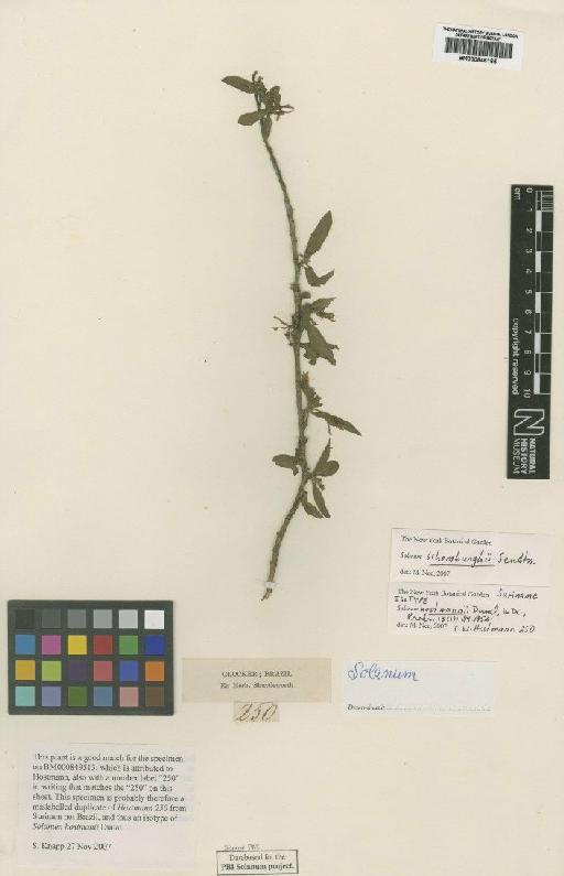 Solanum schomburghii Sendtn. - BM000846165