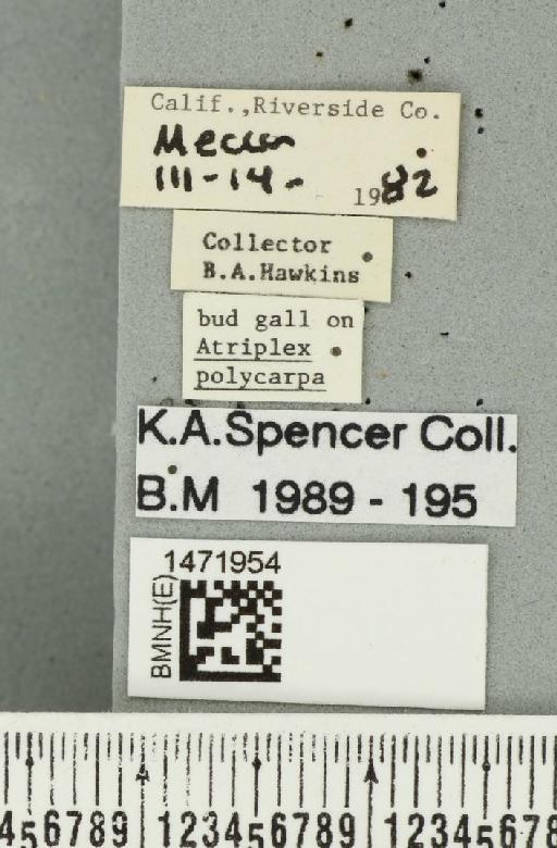 Ophiomyia atriplicis Spencer, 1984 - BMNHE_1471954_label_47021