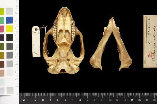 Phalanger melanotis Thomas, 1898 - 1897.12.6.8_Skull_Ventral