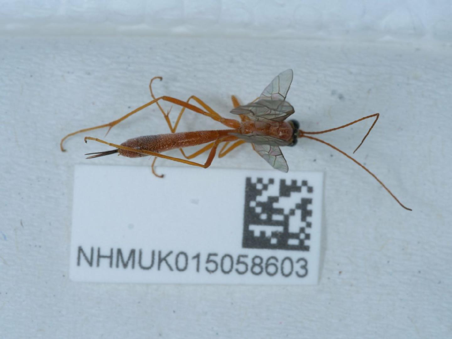 Netelia thomsonii
