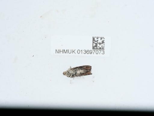 Pammene regiana (Zeller, 1849) - 013697073_5