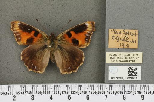 Aglais urticae ab. nigrita Fickert, 1897 - BMNHE_1056046_45427