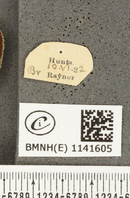 Satyrium pruni ab. excessa Tutt, 1907 - BMNHE_1141605_label_96144