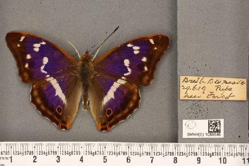 Apatura iris (Linnaeus, 1758) - BMNHE_1086646_63586