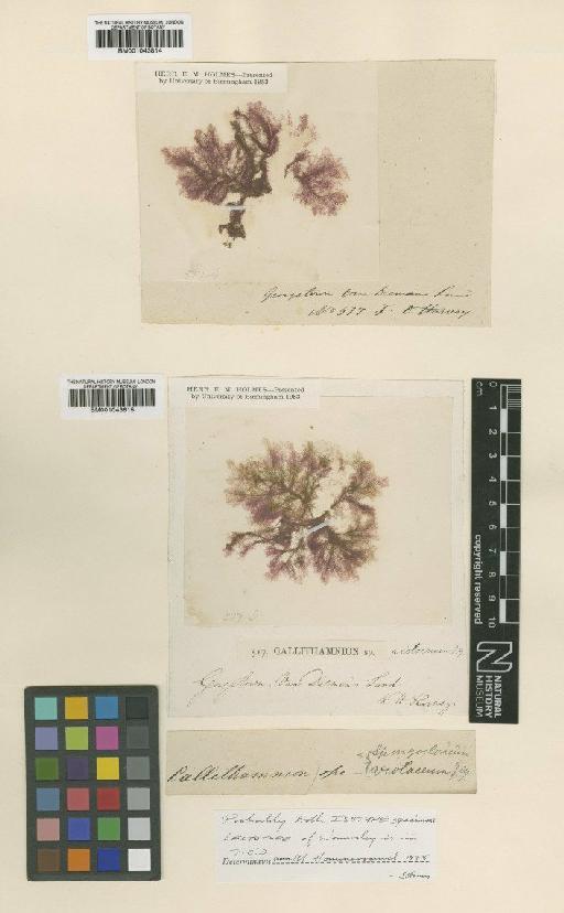 Spongoclonium violaceum (Harv.) De Toni - BM001043815