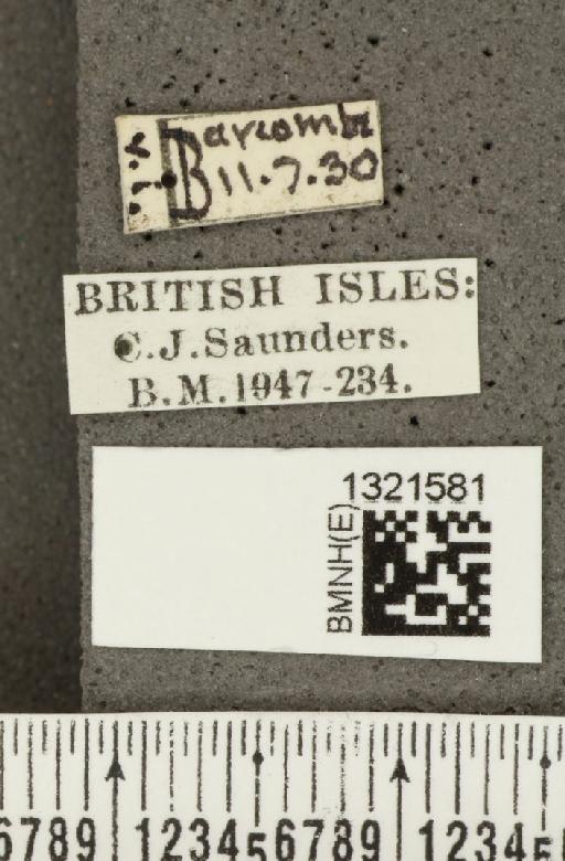 Crioceris (Crioceris) asparagi (Linnaeus, 1758) - BMNHE_1321581_label_11415