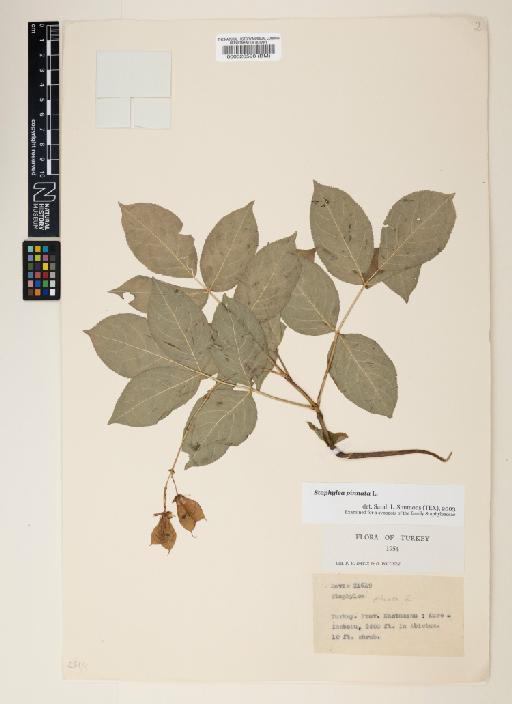 Staphylea pinnata L. - 000520598